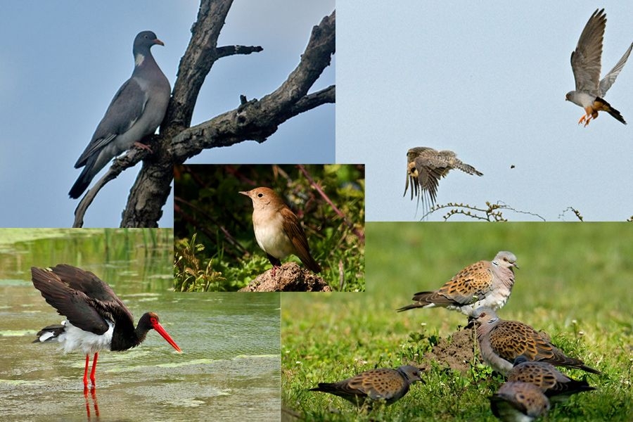 Kuş Fotoğrafçılığı ve Ekipman Tavsiyeleri